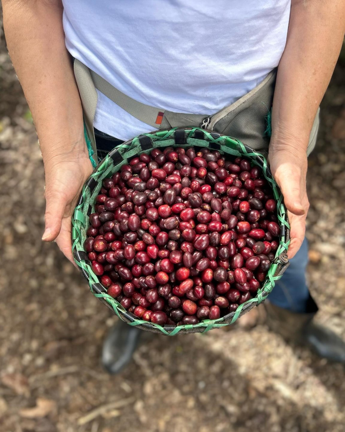 Nový partner UMPRUM: Café Ebel nabízí studentům a absolventům slevu a zve k objevování výběrové kávy