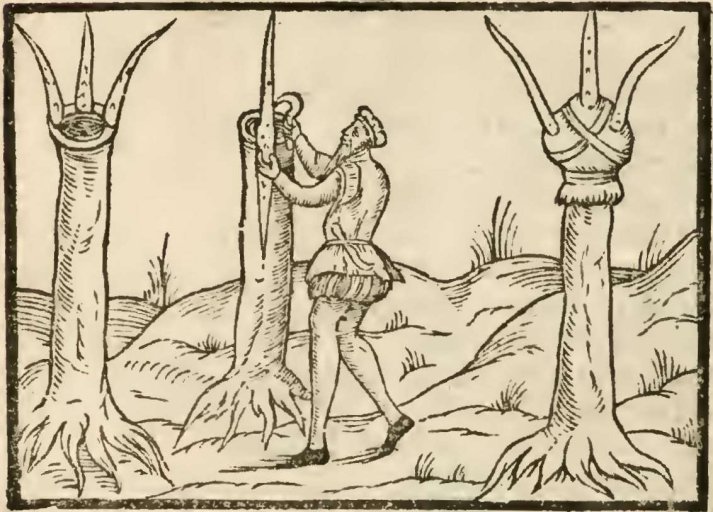 Symbiotic Inhabitation, Embedding and Grafting