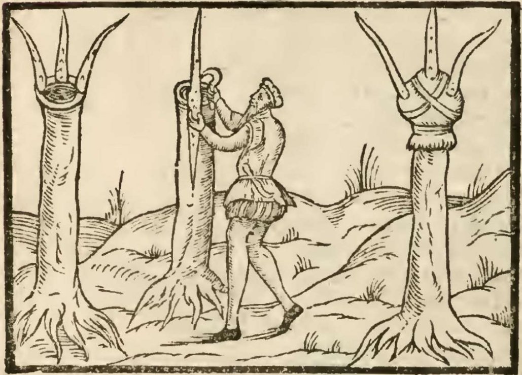 Symbiotic Inhabitation, Embedding and Grafting