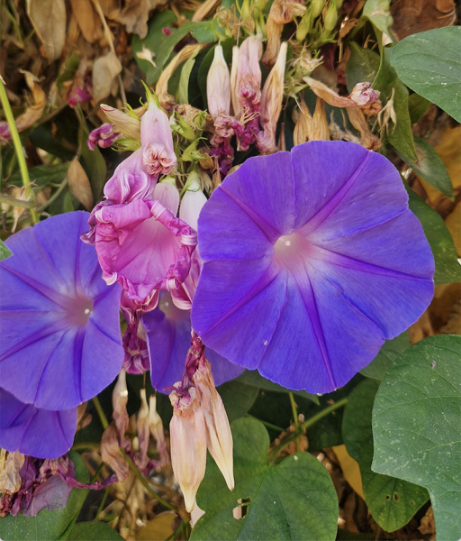 Radikálně něžné praktiky kreativity pro časy přeměn